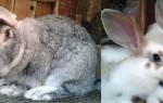 Судороги у кроликов и смерть: почему, что делать