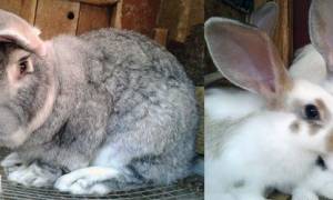 Судороги у кроликов и смерть: почему, что делать