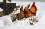 Как содержать кур в зимнее время года