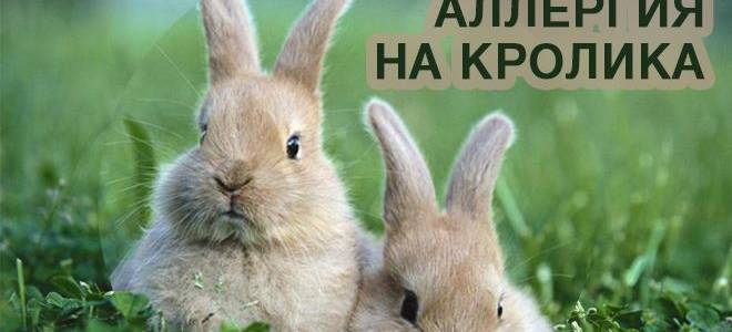 Как проявляется аллергия на кроликов: у ребёнка и у взрослых