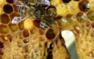 Способы вывода пчелиных маток