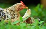 Выгуливаем цыплят правильно: основные правила выгула, безопасности