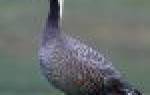 Виды диких гусей: фото, названия, описание