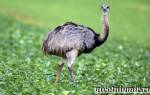 Обыкновенный страус: как выглядит, где живёт, что ест
