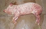 Рожа у свиней: описание, симптомы и лечение болезни