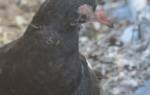 Кокцидиоз у голубей: что дать, чем лечить