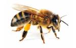 Как устроена медоносная пчела