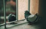 Как отпугнуть голубей с балкона и других важных мест