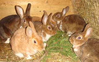 Сколько весят кролики и чем их кормить для набора веса