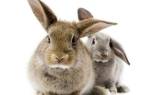 Кролики: сколько лет живут и как правильно определить возраст
