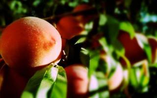 Как бороться с курчавостью листьев персика
