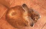 Стригущий лишай у кроликов: чем опасен, как лечить