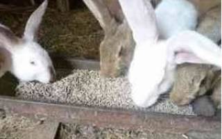 Как кормить кроликов гранулированными кормами