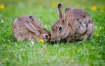 Пододерматит у кроликов: симптомы и лечение, профилактика
