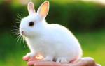 Почему кролик хрюкает и тяжело дышит